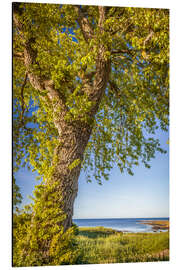 Tableau en aluminium Big linden tree by the sea