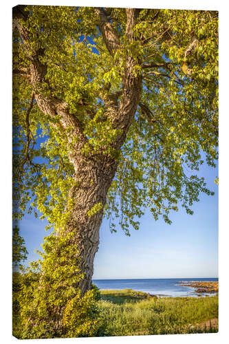 Quadro em tela Big linden tree by the sea