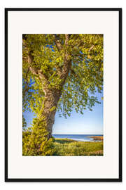 Gerahmter Kunstdruck Großer Lindenbaum am Meer