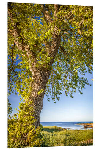 Gallery Print Großer Lindenbaum am Meer