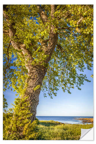 Naklejka na ścianę Big linden tree by the sea