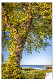 Wandsticker Großer Lindenbaum am Meer