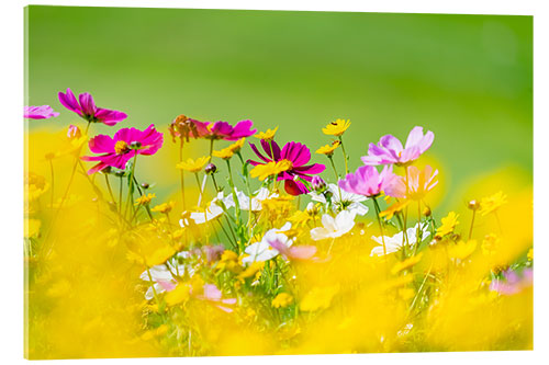 Acrylic print Summer meadow of flowers