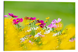 Cuadro de aluminio Summer meadow of flowers