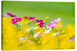 Stampa su tela Summer meadow of flowers