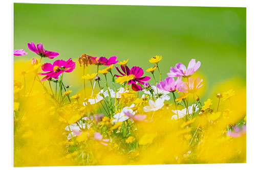 Hartschaumbild Sommerliche Blumenwiese