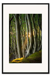 Gerahmter Kunstdruck Märchenwald auf Insel Rügen