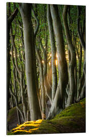 Galleritryk Fairy tale forest on the island of Ruegen