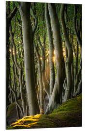 Magnettafel Märchenwald auf Insel Rügen