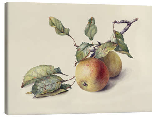 Canvas print Two apples on the branch