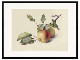 Plakat artystyczny premium w ramie Two apples on the branch