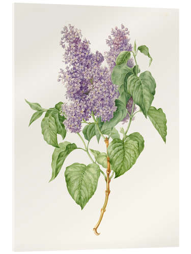 Cuadro de metacrilato Branch with lilac lilacs