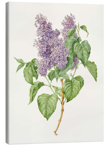 Tableau sur toile Branch with lilac lilacs