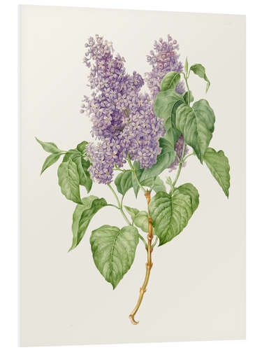 Foam board print Branch with lilac lilacs