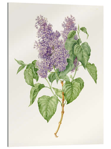 Gallery print Branch with lilac lilacs