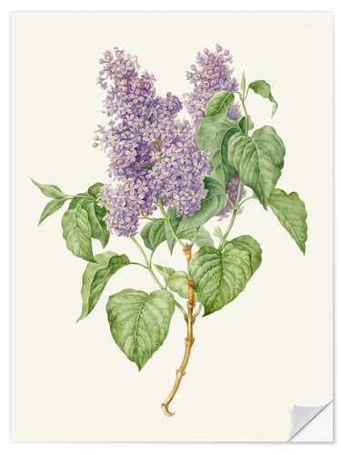 Sticker mural Branch with lilac lilacs