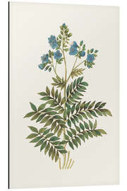 Tableau en aluminium Jacob's Ladder (Polemonium caeruleum)