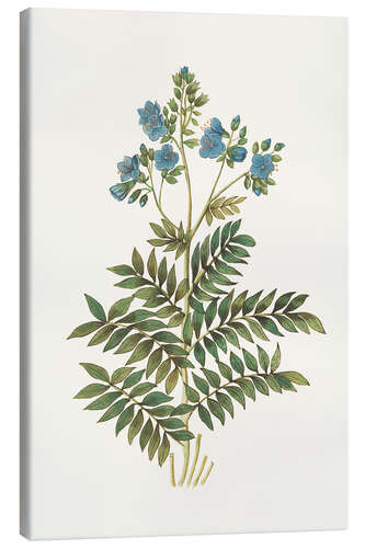 Canvas print Jakobsladder (Polemonium caeruleum)