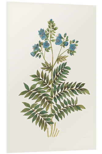 Foam board print Jacob's Ladder (Polemonium caeruleum)