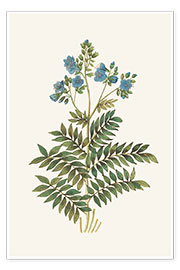 Poster Jacob&#039;s Ladder (Polemonium caeruleum)