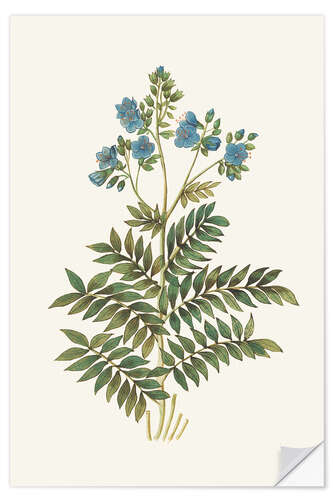 Wandsticker Jakobsleiter (Polemonium caeruleum)