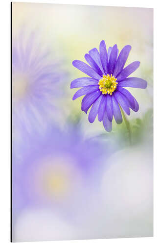 Aluminium print Loveable Anemone