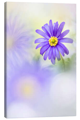 Canvas-taulu Loveable Anemone