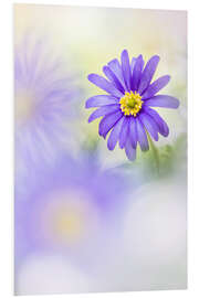 Foam board print Loveable Anemone