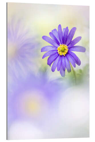 Galleriprint Loveable Anemone