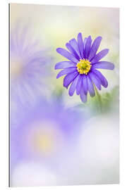 Gallery print Loveable Anemone