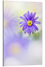 Magnettafel Liebenswerte Anemone