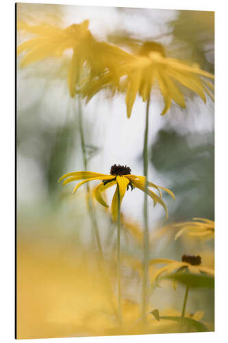 Aluminium print Beautiful Nature