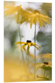 Foam board print Beautiful Nature