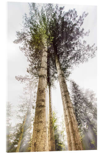 Acrylic print Tall Trees