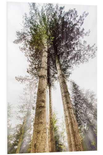 Tableau en PVC Tall Trees