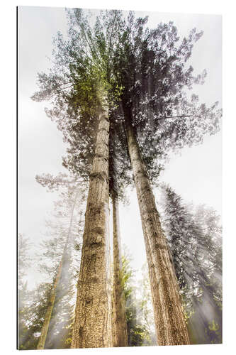 Tableau en plexi-alu Tall Trees