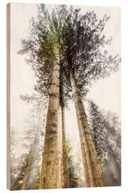 Wood print Tall Trees