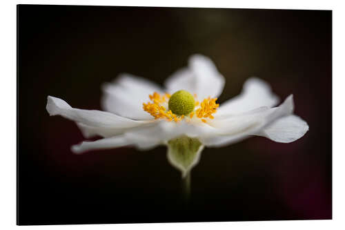 Alubild Wunderschöne Anemone