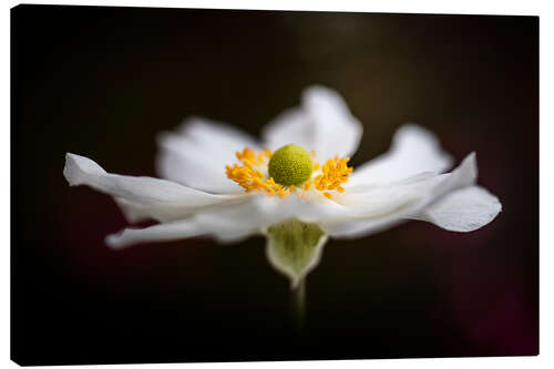 Canvas print Gorgeous Anemone