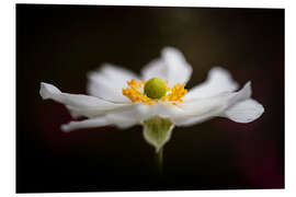 Foam board print Gorgeous Anemone