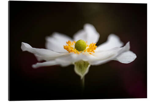 Gallery print Gorgeous Anemone