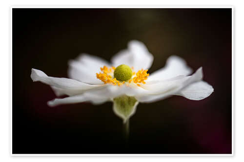 Poster Gorgeous Anemone