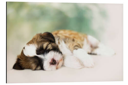 Cuadro de aluminio Sleeping Tibetan Terrier puppy