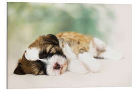 Aluminium print Sleeping Tibetan Terrier puppy