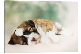 Gallery print Sleeping Tibetan Terrier puppy