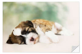 Wall sticker Sleeping Tibetan Terrier puppy