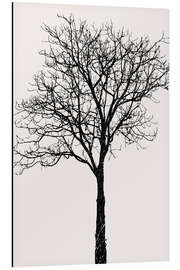 Aluminium print Black Birch