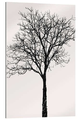 Gallery Print Black Birch