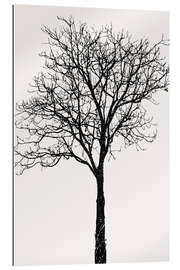 Gallery print Black Birch