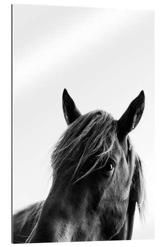 Gallery print Black Beauty